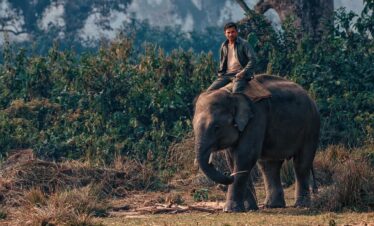 nepal, elephant, nature, chitwan, national park, animal, wildlife
